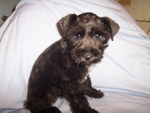 miniatureschnauzerpuppies